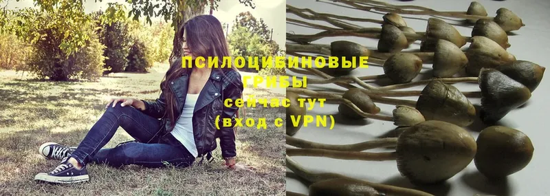 Псилоцибиновые грибы Psilocybe  Лермонтов 